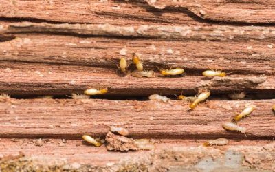 Preventing Termites in Your Wooden Deck: A Homeowner’s Survival Guide